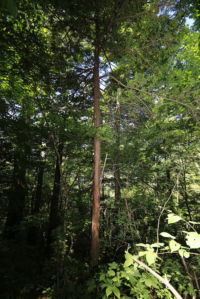 Image of Taxus cuspidata specimen.