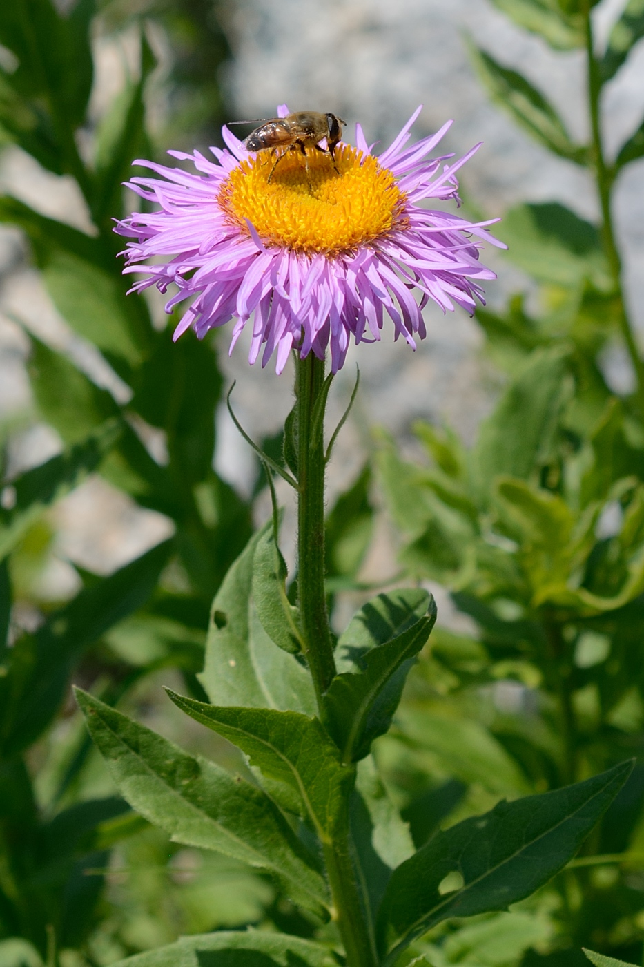 Image of Kemulariella caucasica specimen.