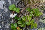 Vaccinium vitis-idaea