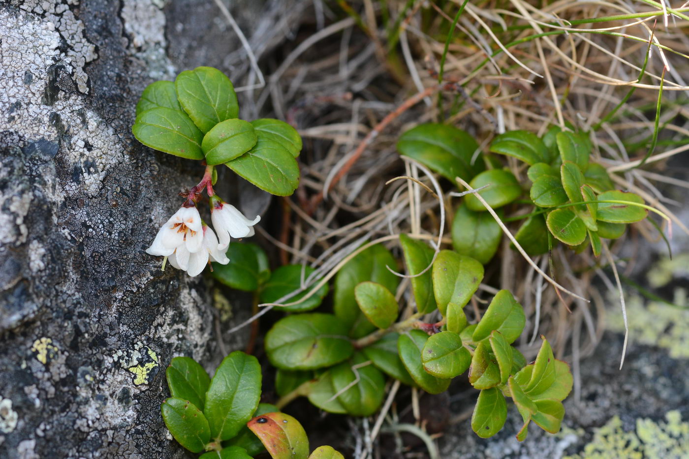 Image of Vaccinium vitis-idaea specimen.