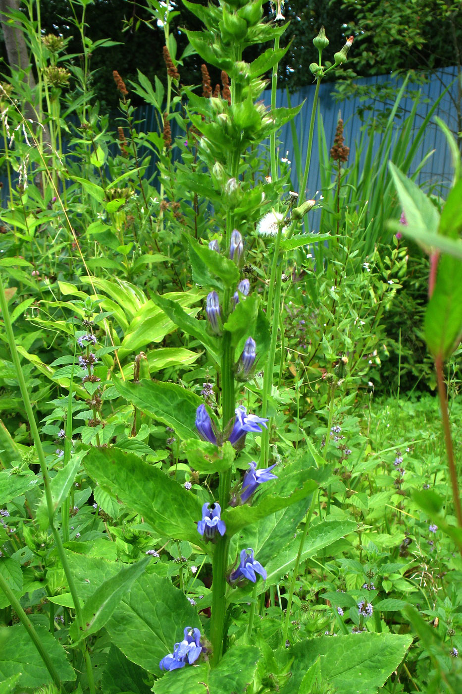 Изображение особи род Lobelia.