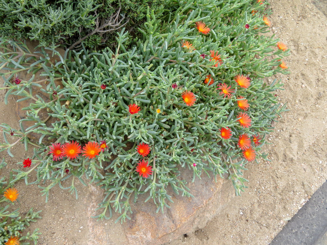 Изображение особи семейство Aizoaceae.