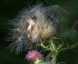 Cirsium vulgare