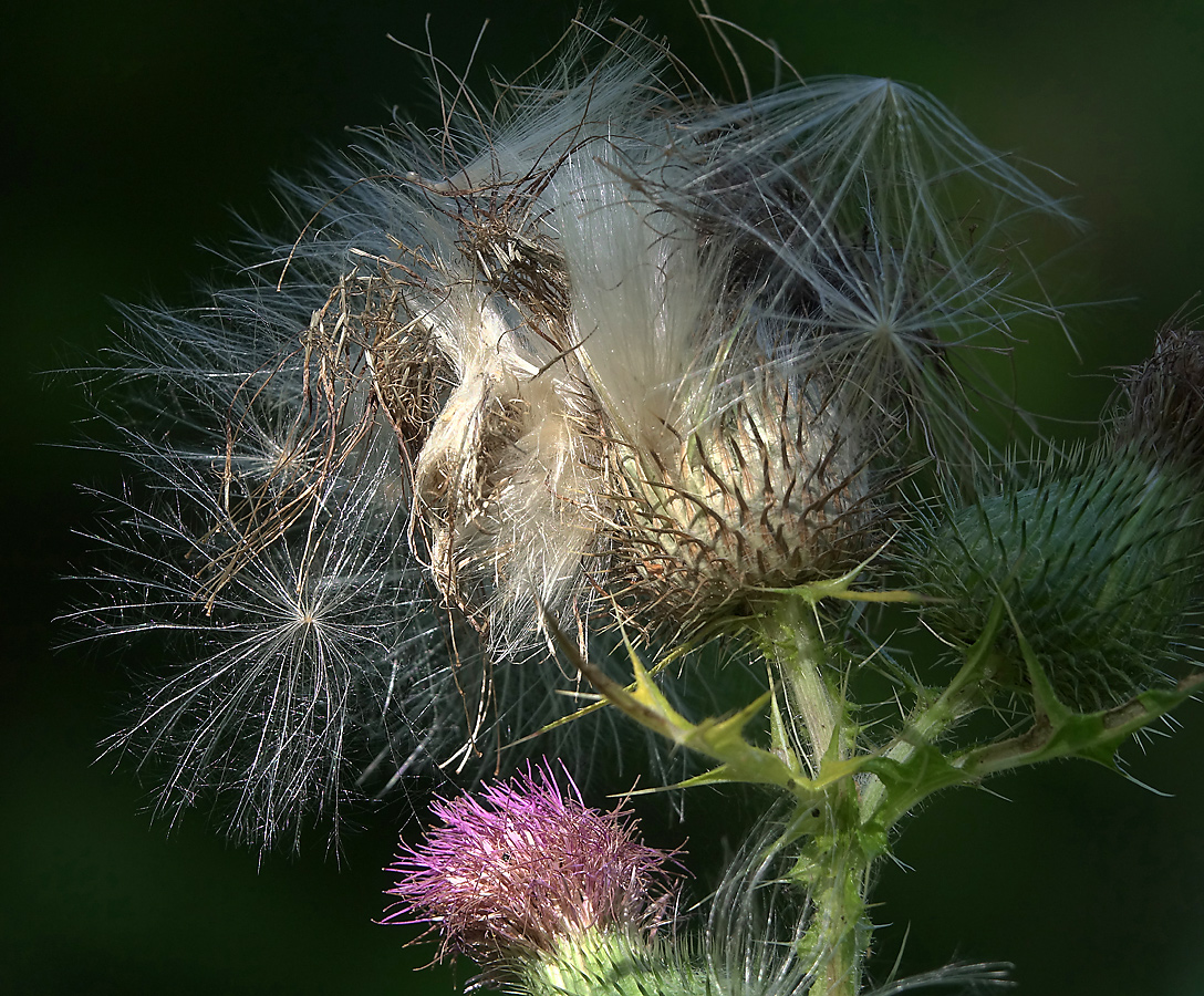 Image of Cirsium vulgare specimen.