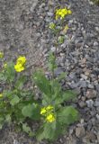 Brassica campestris