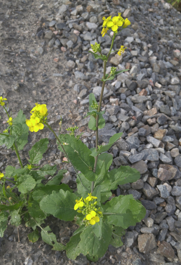 Изображение особи Brassica campestris.