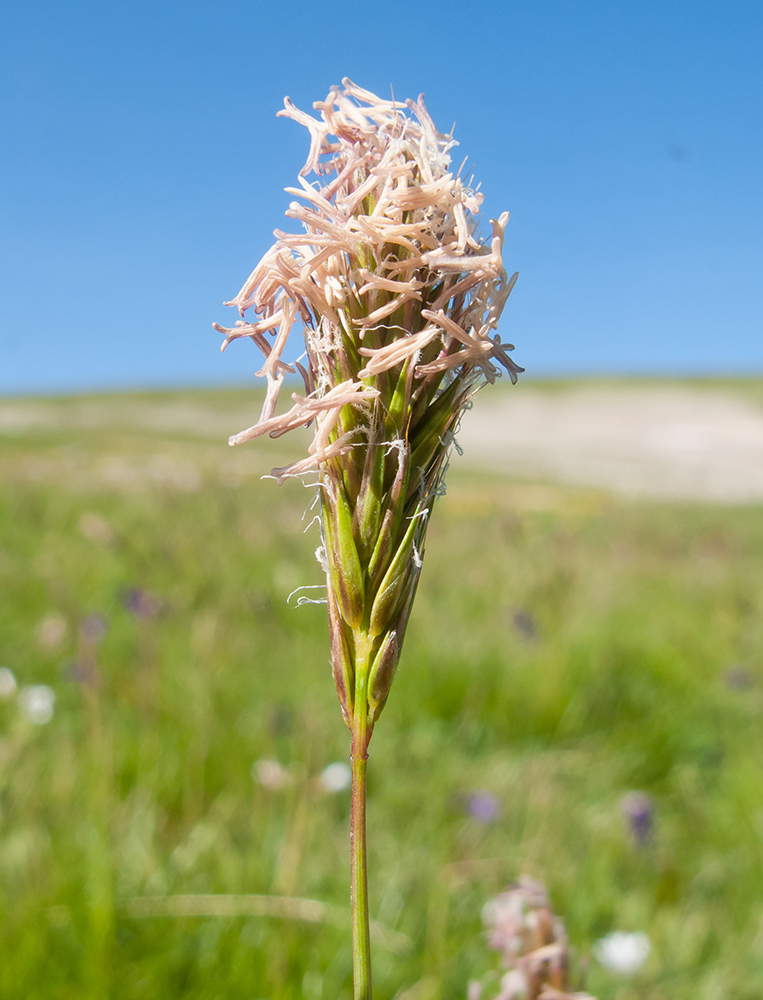Image of Anthoxanthum alpinum specimen.
