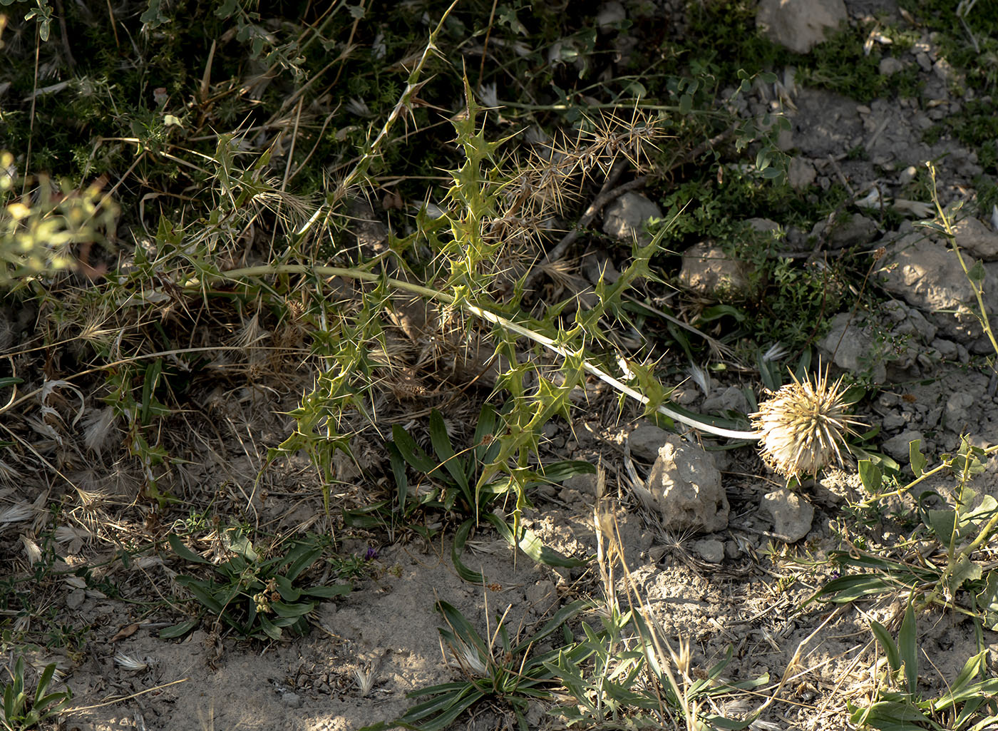 Image of Echinops maracandicus specimen.