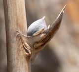 division Magnoliophyta. Часть цветоноса с плодом. Перу, регион Куско, пос. Ollantaymtambo, археологический комплекс. 11.10.2019.