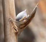 отдел Magnoliophyta. Часть цветоноса с плодом. Перу, регион Куско, пос. Ollantaymtambo, археологический комплекс. 11.10.2019.