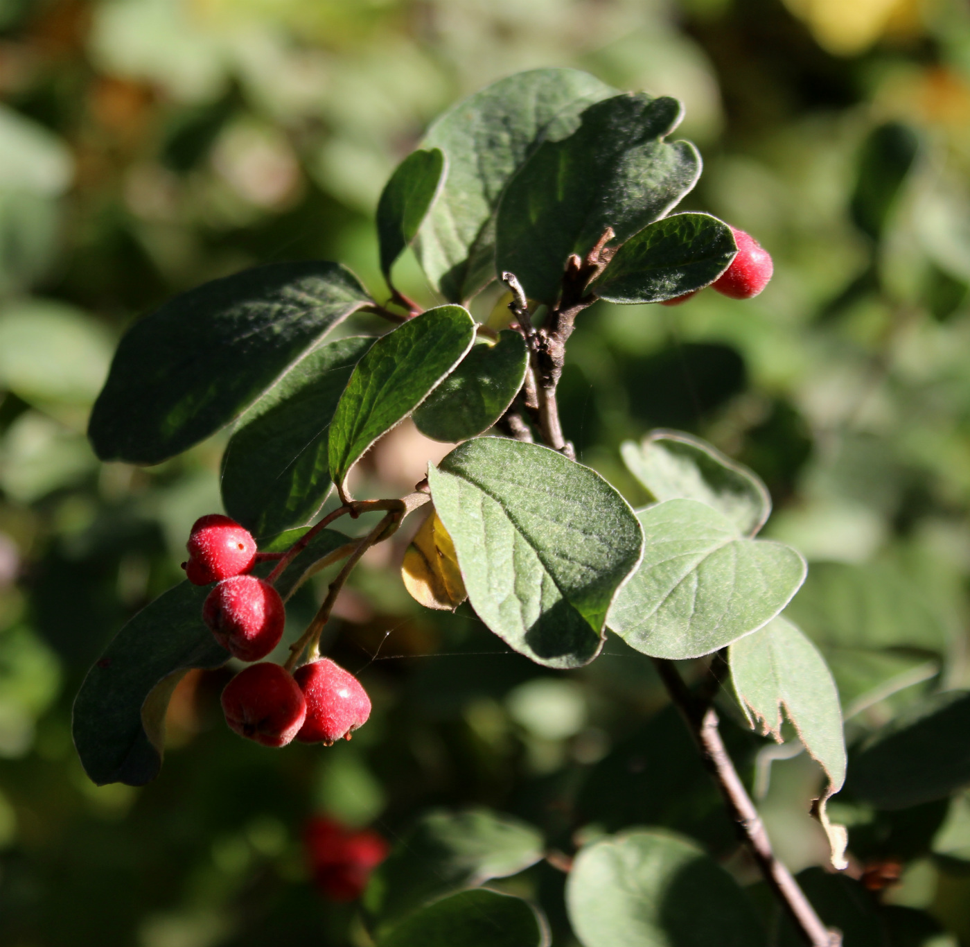 Image of Cotoneaster tomentosus specimen.