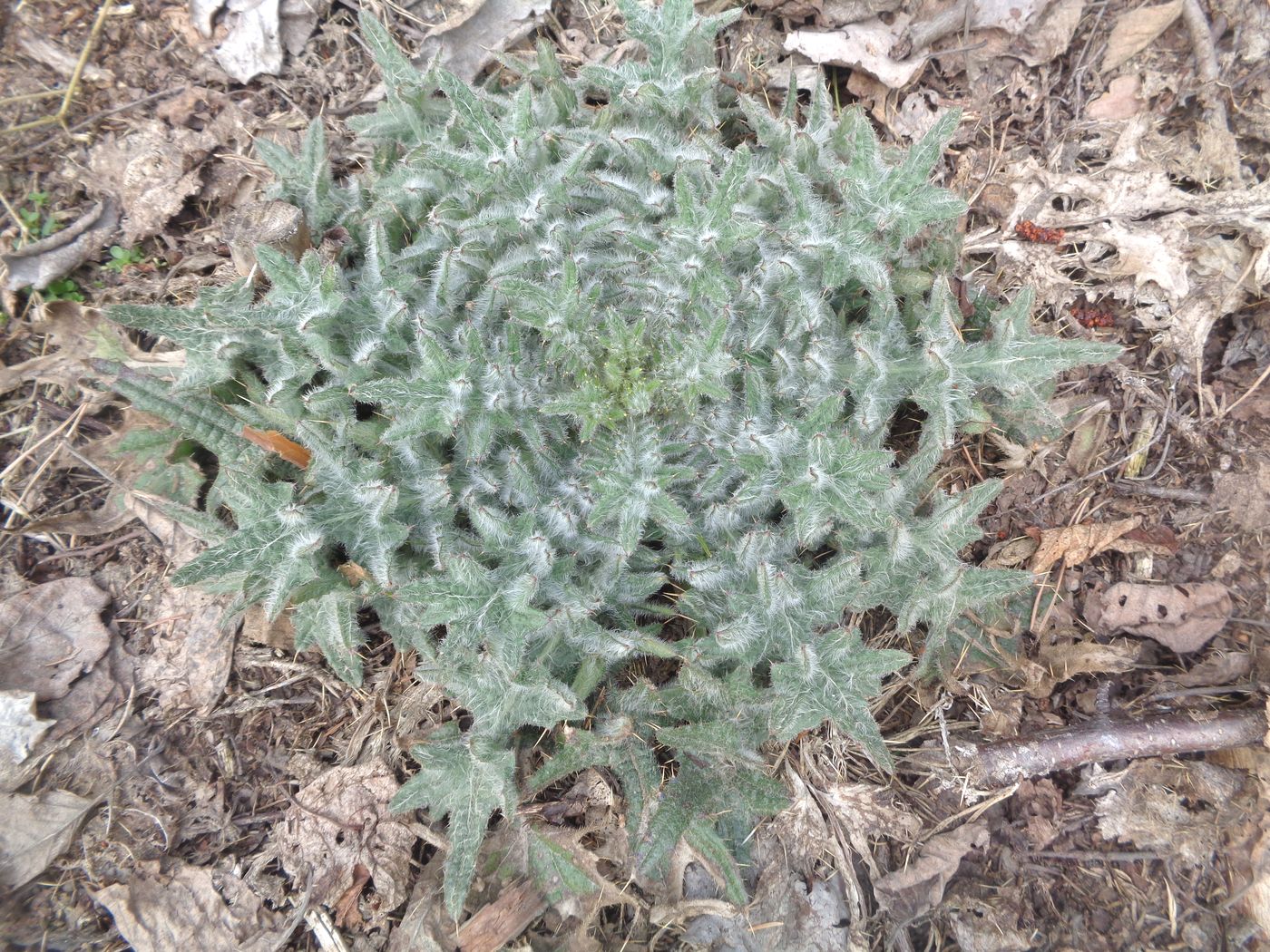 Изображение особи Cirsium vulgare.