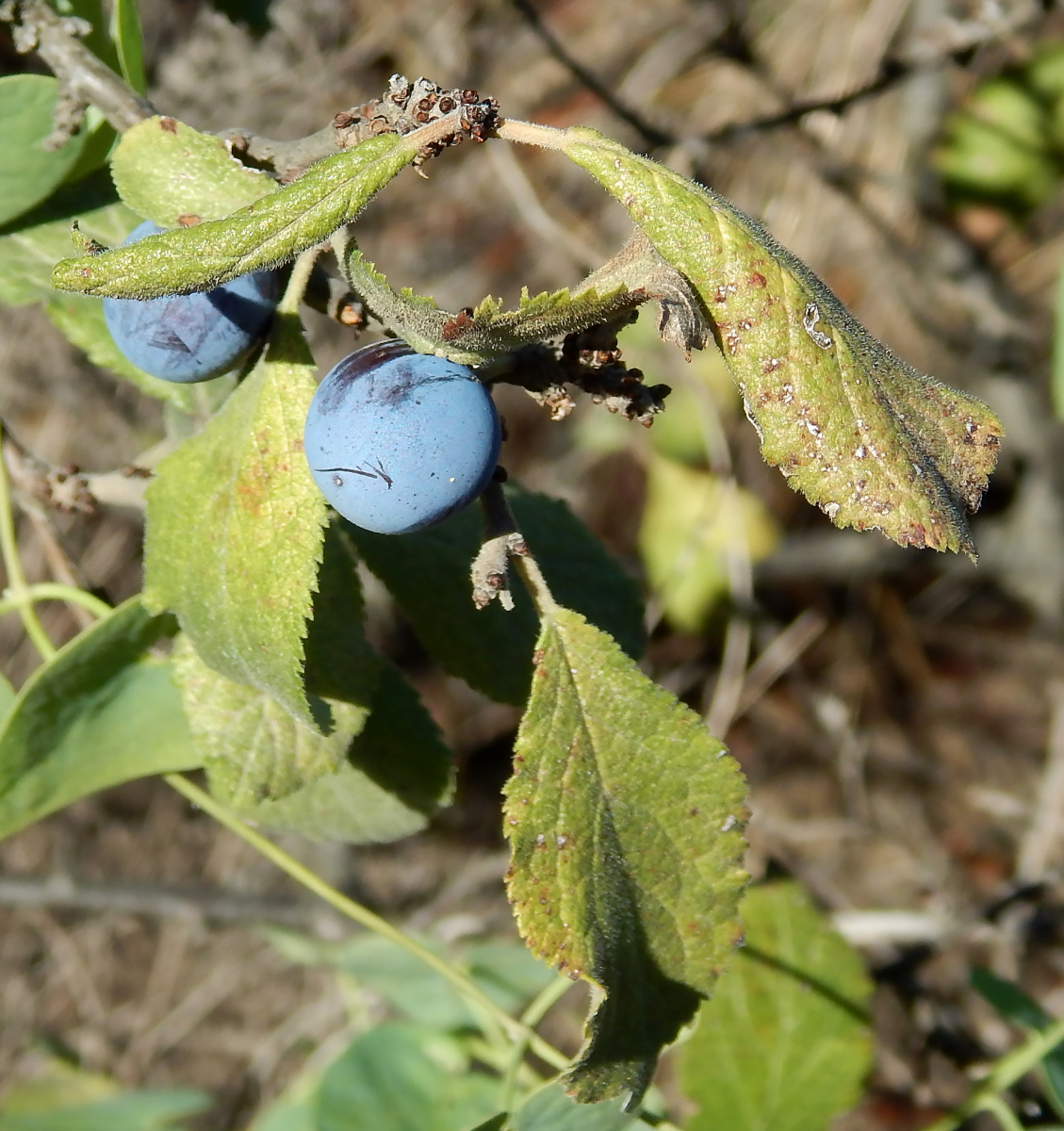 Image of Prunus stepposa specimen.