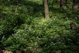 Cardamine quinquefolia