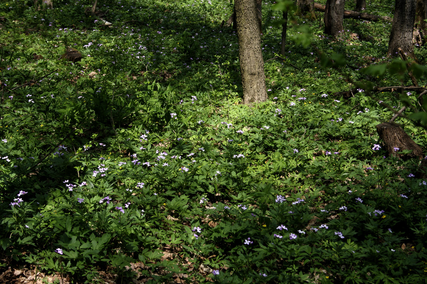 Изображение особи Cardamine quinquefolia.