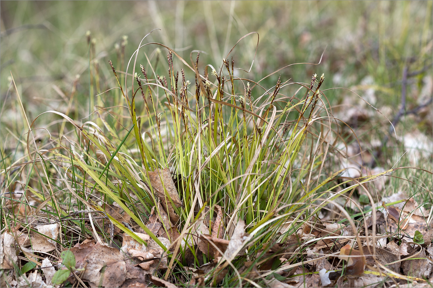 Изображение особи Carex digitata.