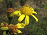 Senecio umbrosus. Соцветия-корзинки. Украина, Львовская обл., Золочевский р-н, луговой склон северо-западной экспозиции. 11 августа 2010 г.