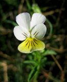 Viola tricolor. Цветок. Украина, Волынская обл., Ратновский р-н, юго-западные окрестности с. Окачево, левый берег р. Припять, дамба. 28 июля 2010 г.