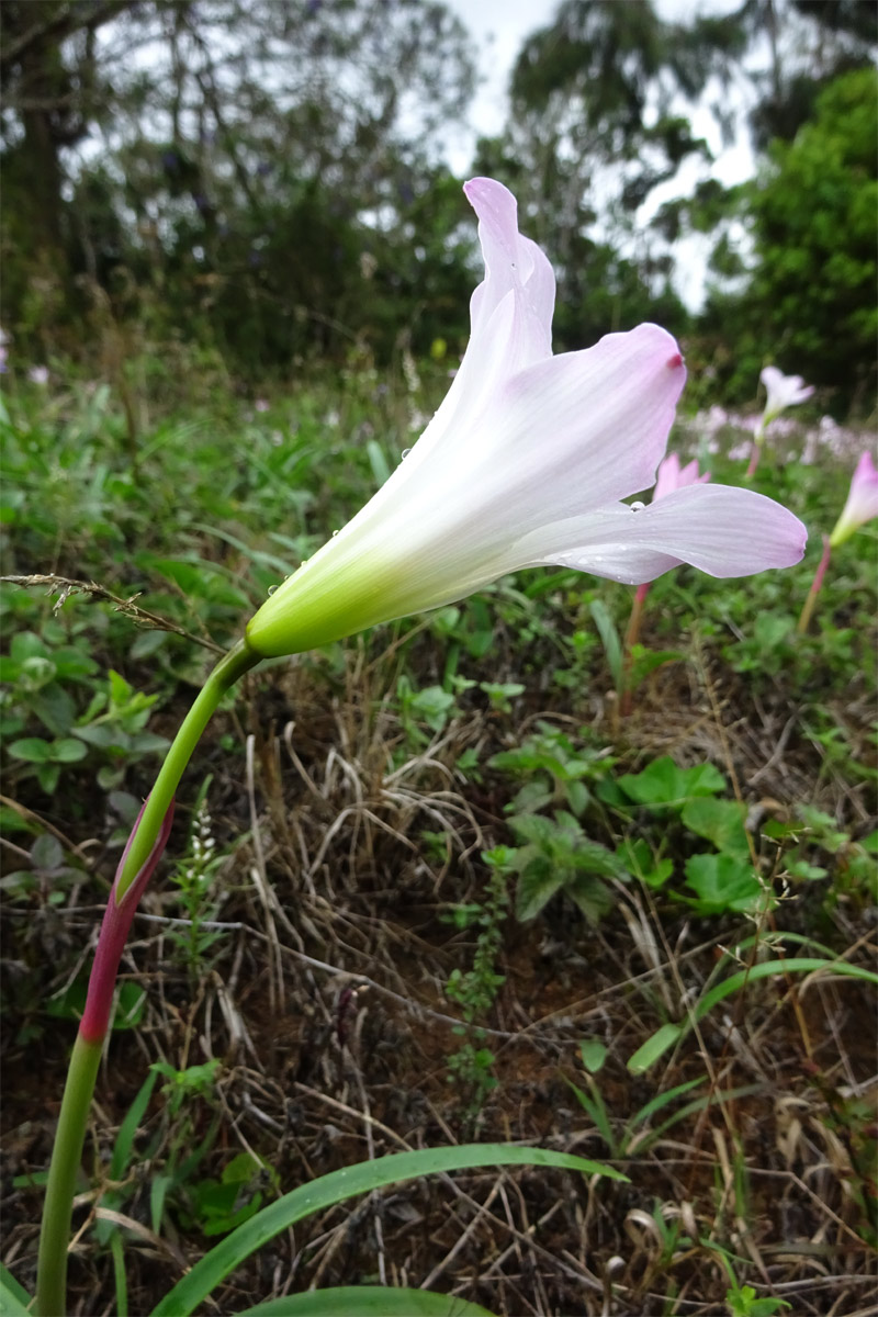 Image of Zephyranthes rosea specimen.