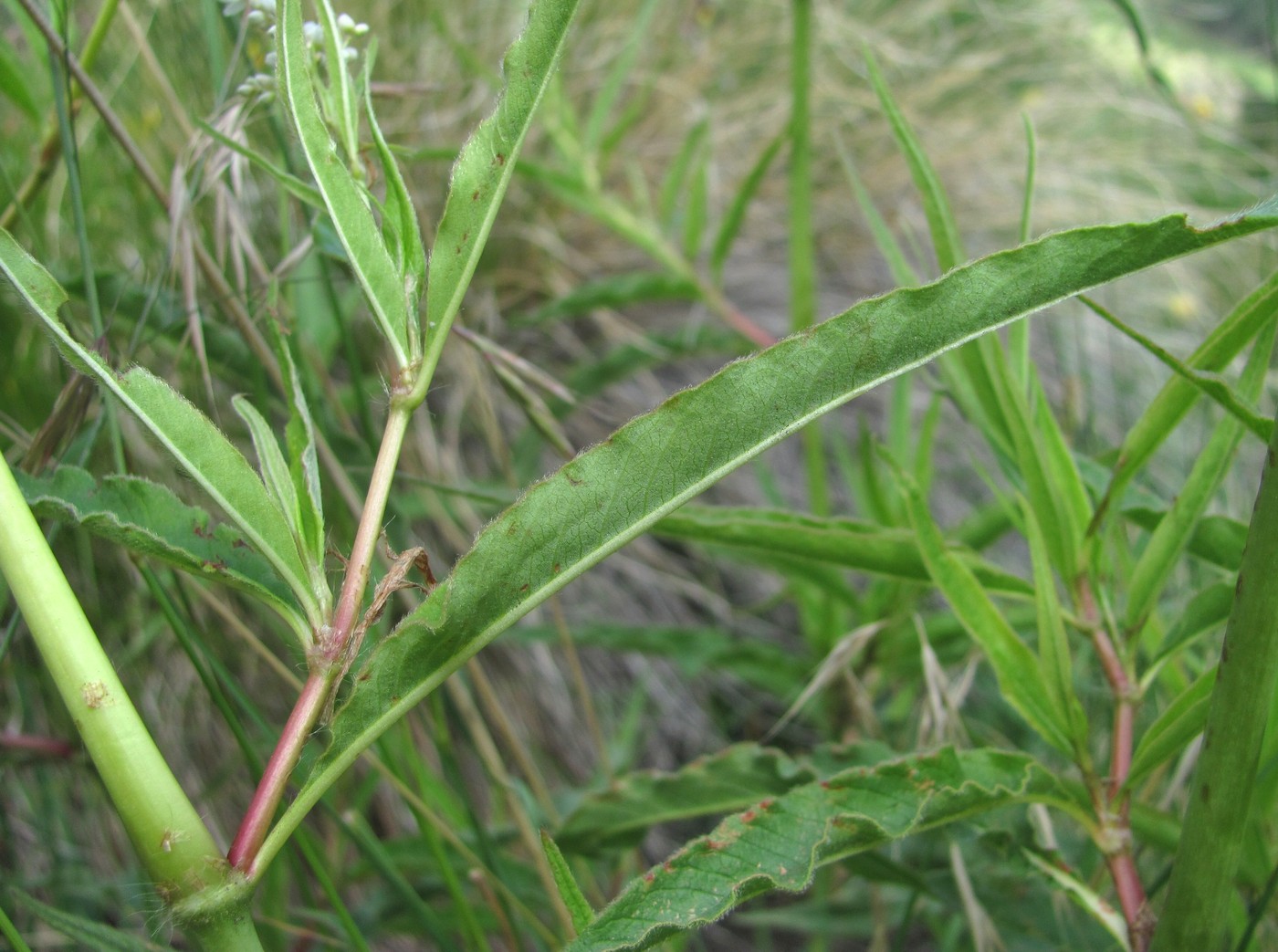 Изображение особи Aconogonon alpinum.