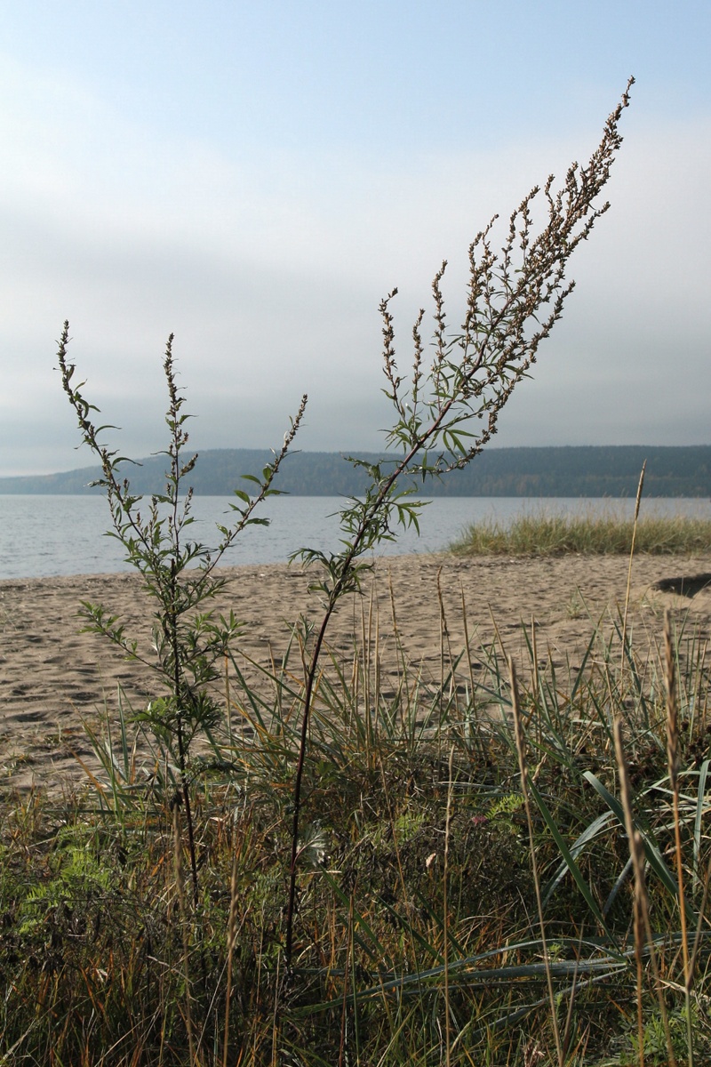 Изображение особи Artemisia vulgaris.