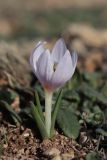 Colchicum triphyllum