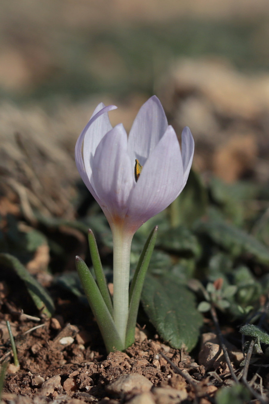 Image of Colchicum triphyllum specimen.