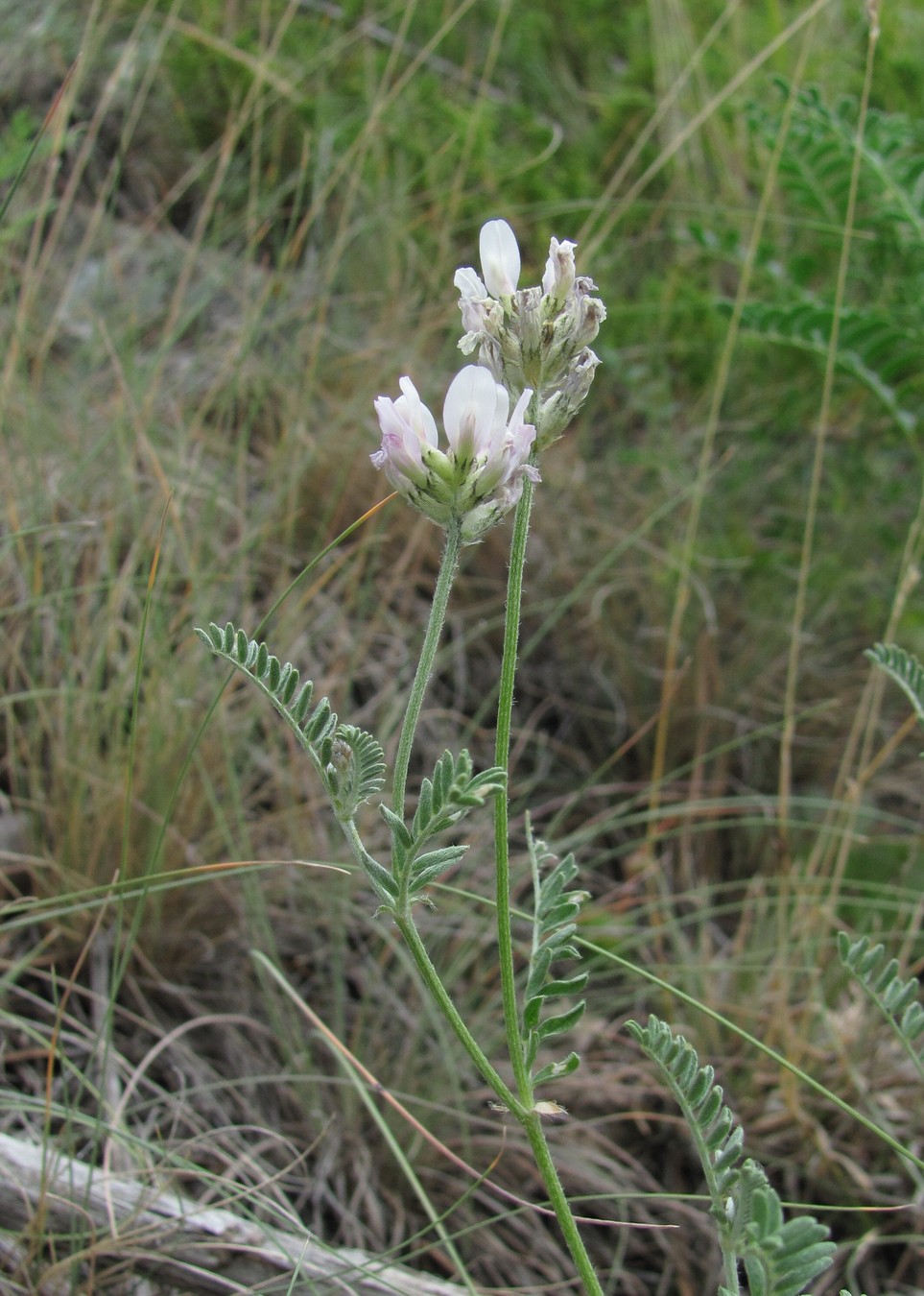 Изображение особи род Astragalus.