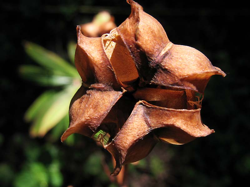Image of Lilium martagon specimen.