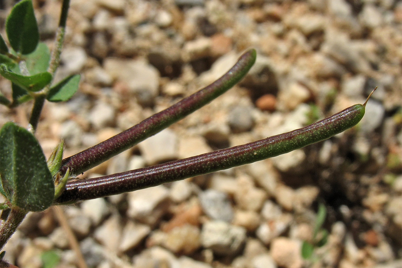 Image of Lotus peregrinus specimen.