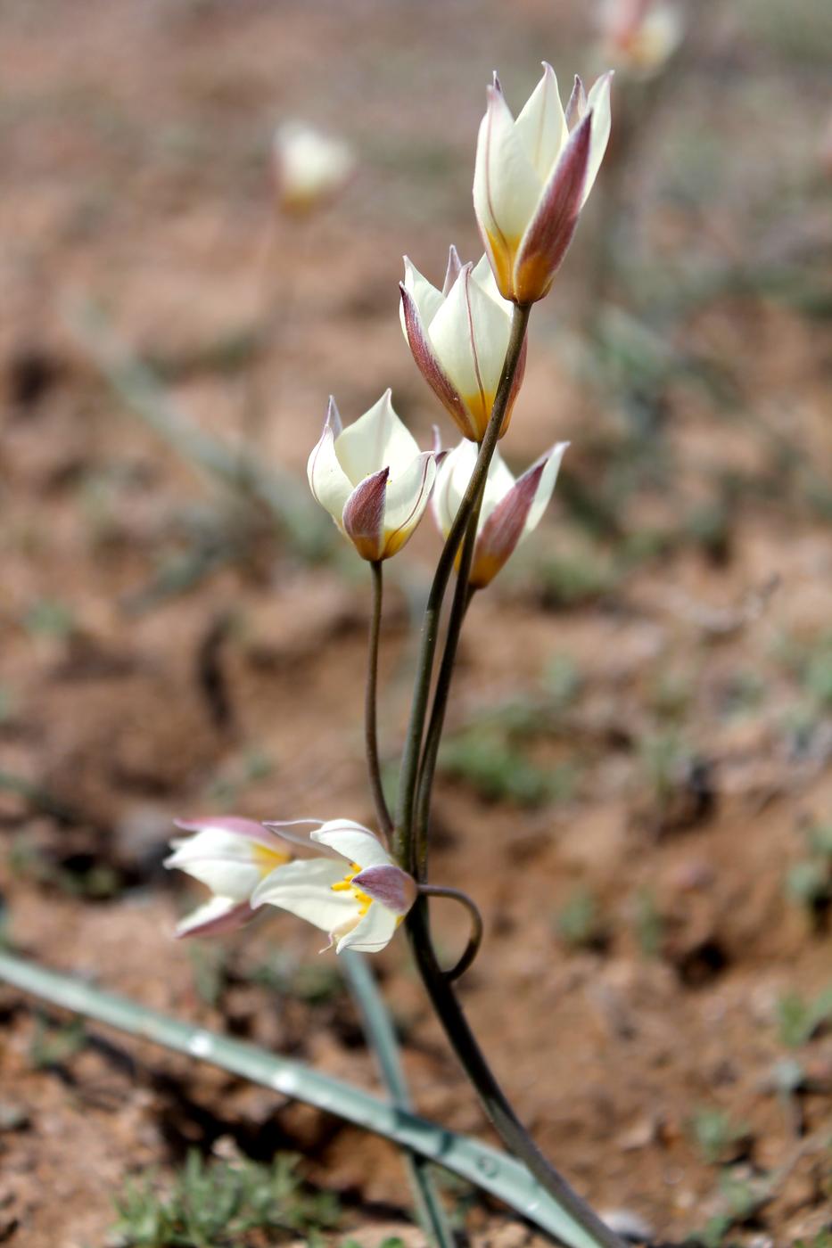 Image of Tulipa buhseana specimen.