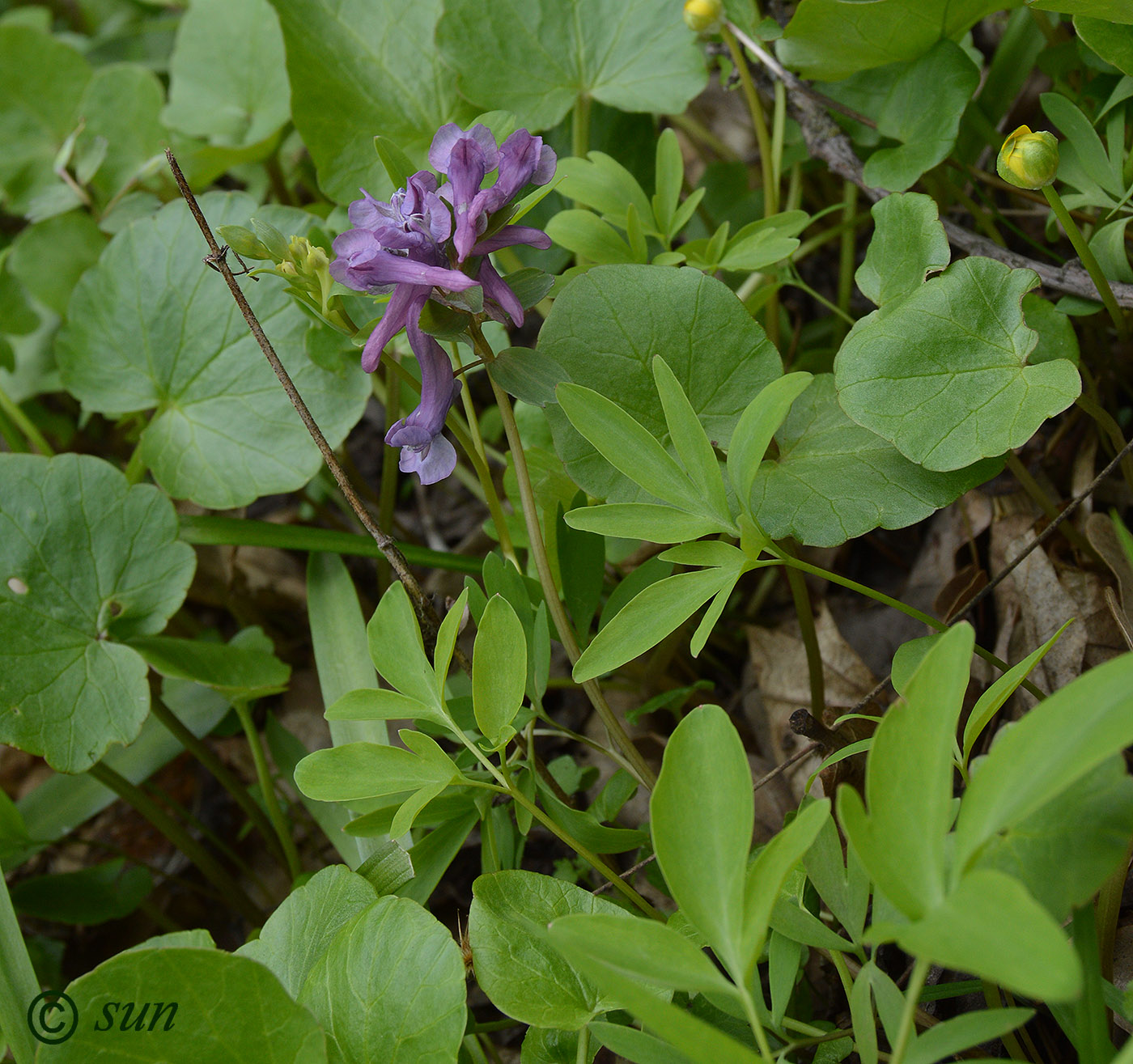 Image of Corydalis solida specimen.