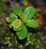 genus Peperomia