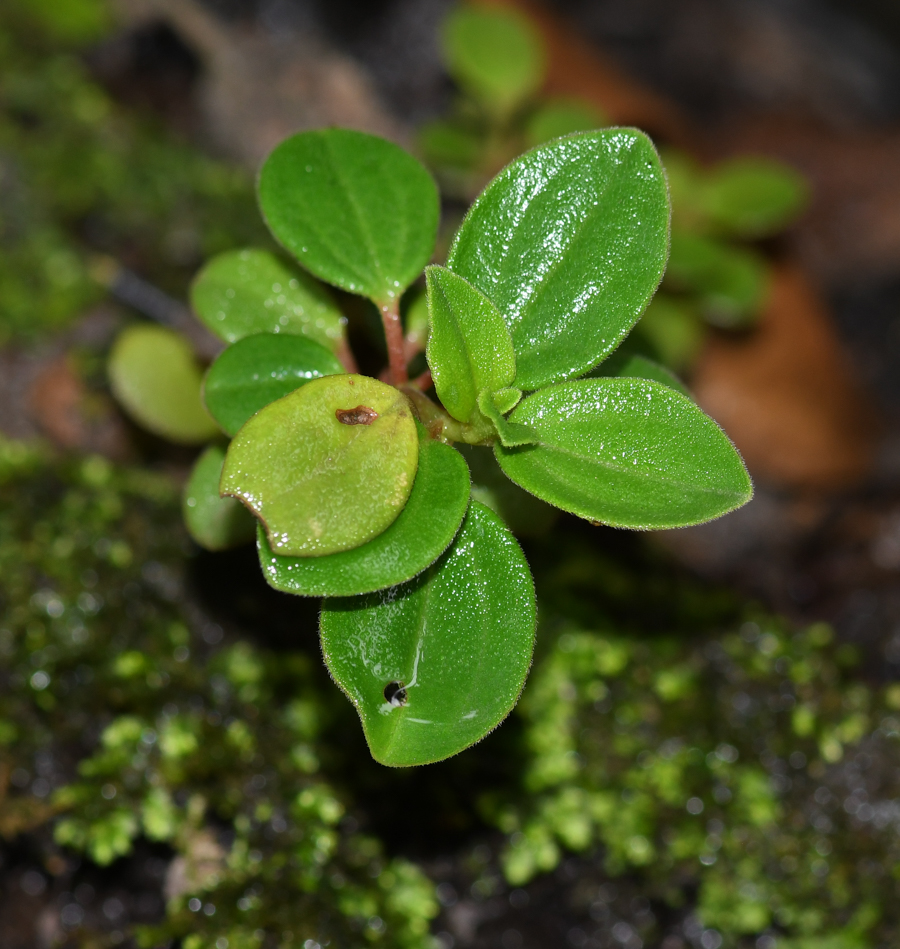 Изображение особи род Peperomia.