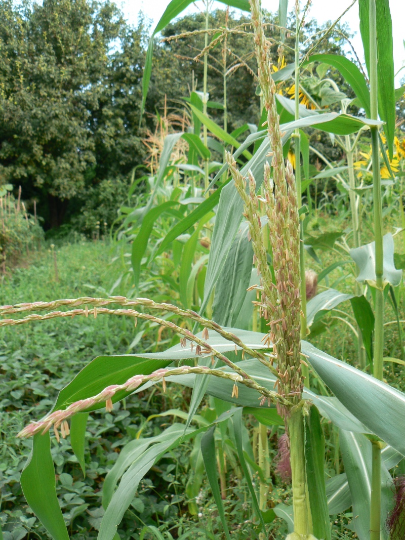 Image of Zea mays specimen.