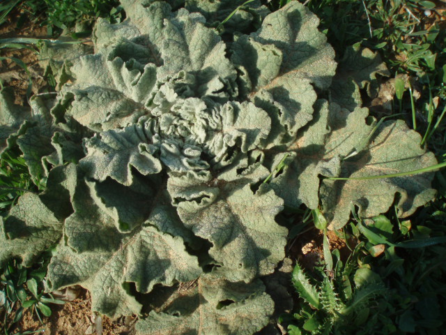 Изображение особи Verbascum undulatum.