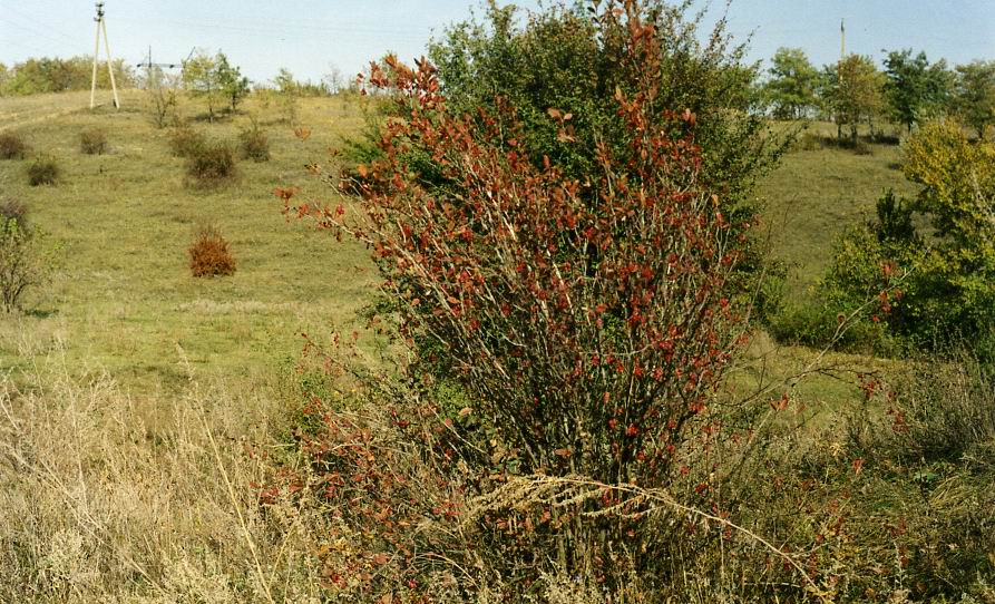 Изображение особи Berberis vulgaris.