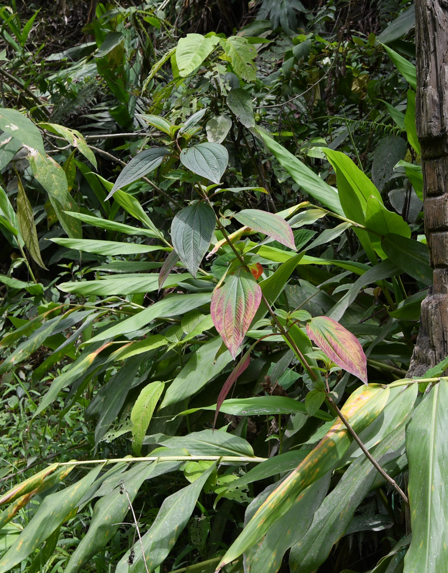 Изображение особи семейство Melastomataceae.