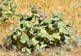 Phlomis thapsoides