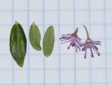 Agathosma ovata