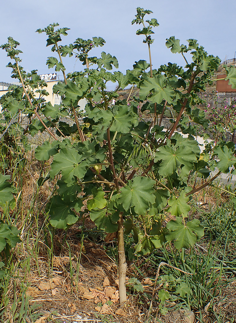 Image of Malva arborea specimen.