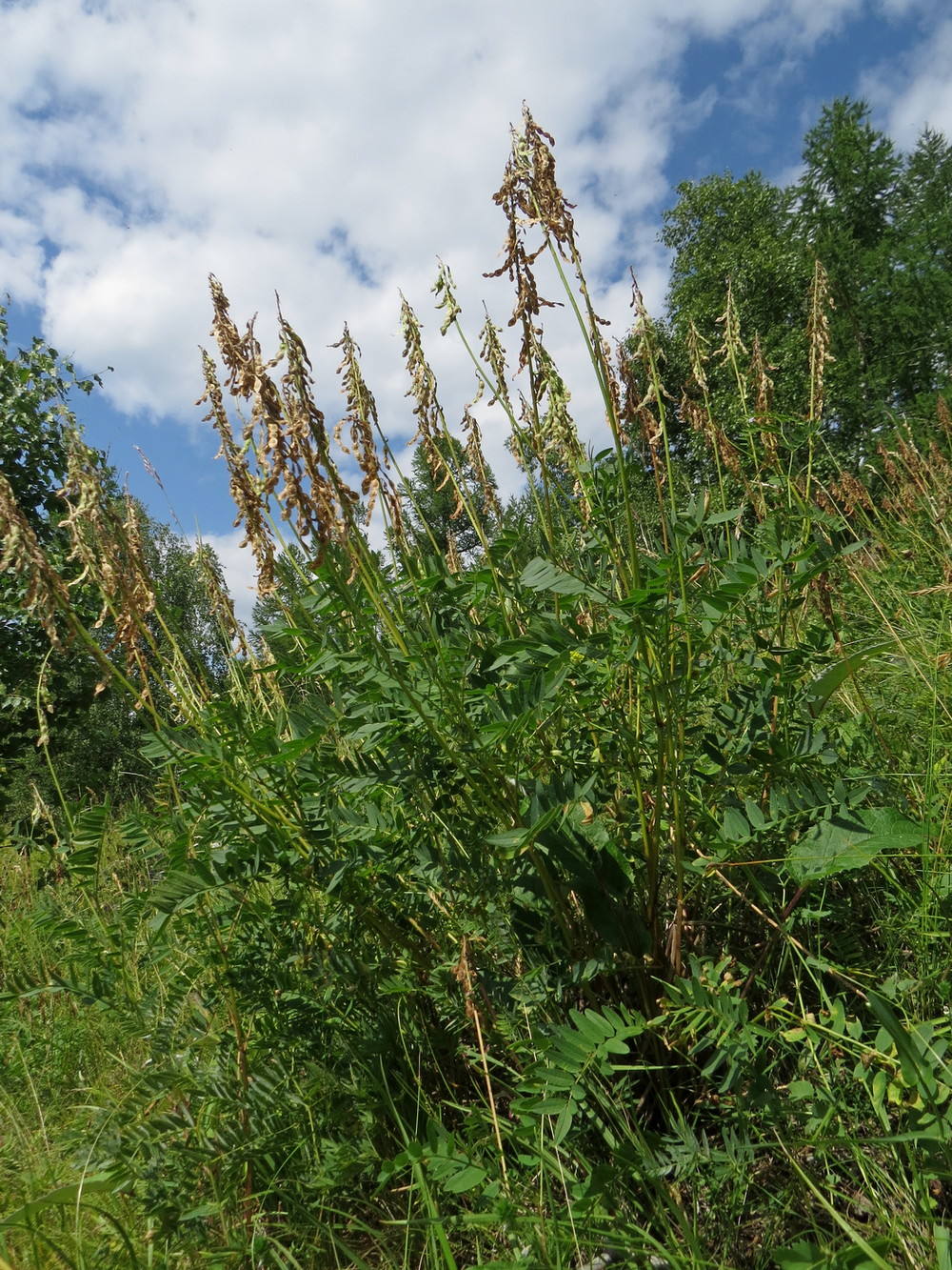 Изображение особи Hedysarum neglectum.