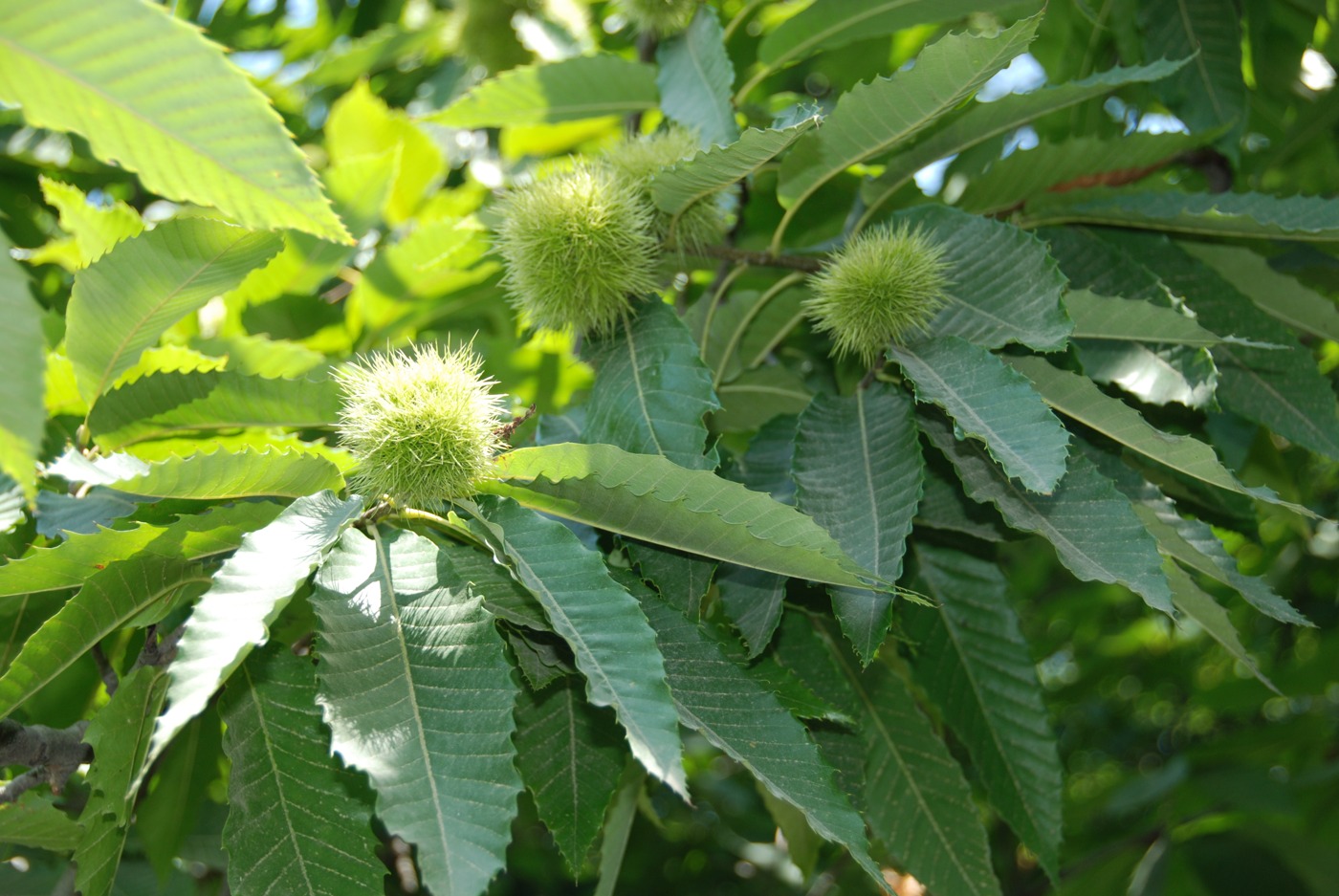 Image of Castanea sativa specimen.