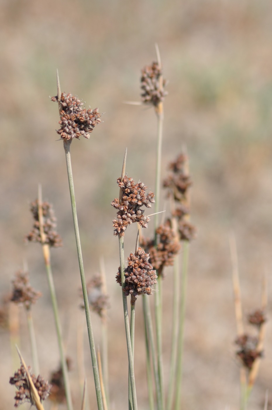 Image of Juncus acutus specimen.