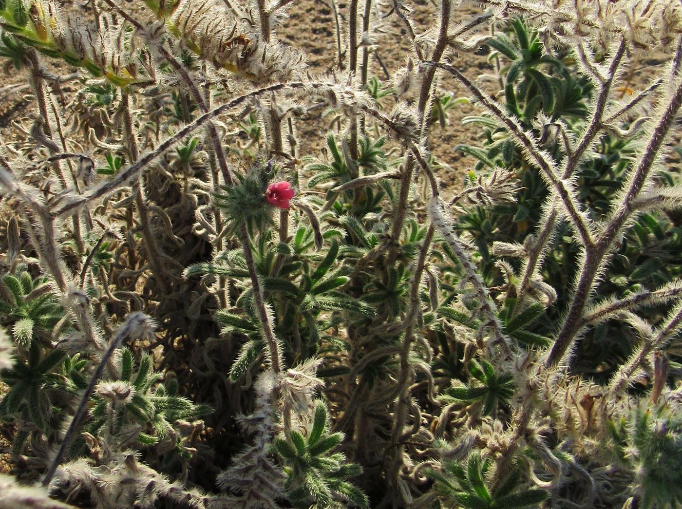 Image of Echium angustifolium specimen.