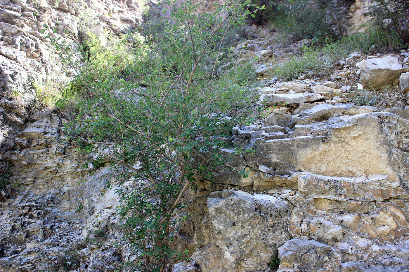 Image of Lonicera simulatrix specimen.