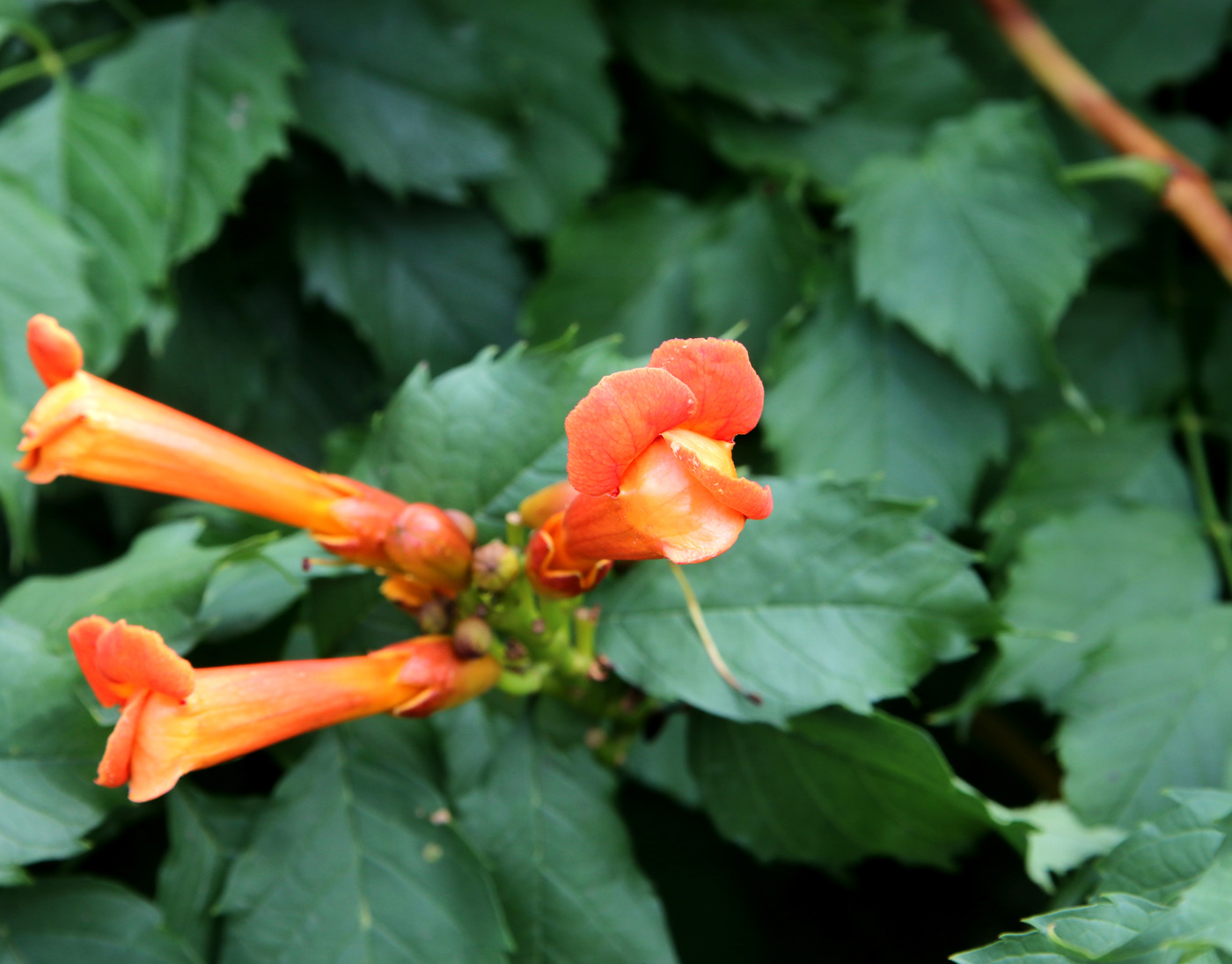 Image of Campsis radicans specimen.