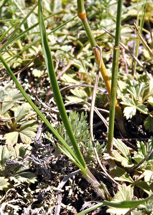 Изображение особи Agropyron pectinatum.