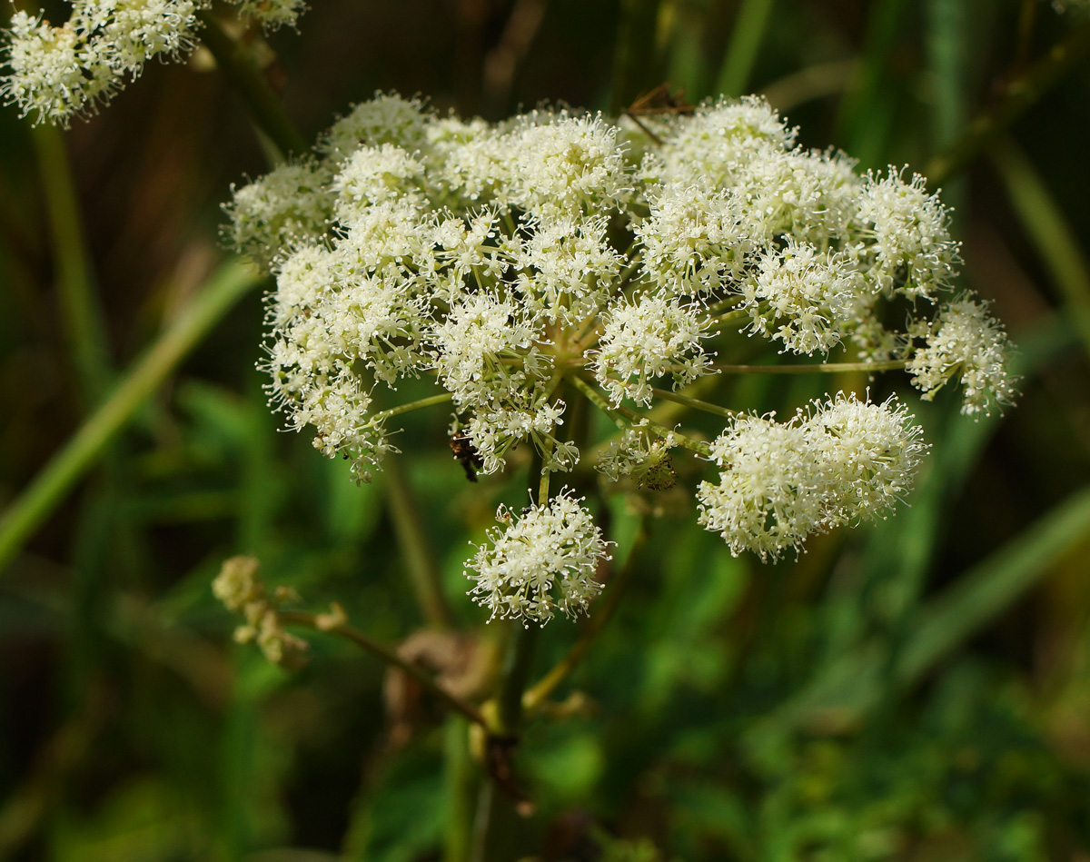 Изображение особи Angelica sylvestris.