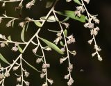 Tarchonanthus camphoratus